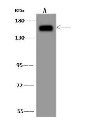 Western Blot: AGTPBP1 Antibody [NBP3-06124] - Anti-AGTPBP1 rabbit polyclonal antibody at 1:500 dilution Lane A: Hela Whole Cell Lysate Lysates/proteins at 30 ug per lane. Secondary: Goat Anti-Rabbit IgG (H+L) HRP  at 110000 dilution. Developed using the ECL technique. Performed under reducing conditions. Predicted band size:138 kDa