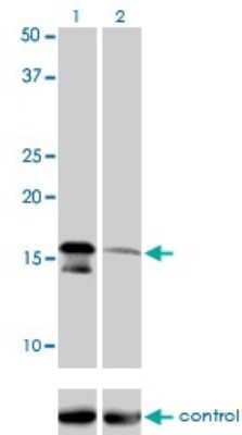 Western Blot: AGTRAP Antibody (1G2) [H00057085-M02] - Analysis of AGTRAP over-expressed 293 cell line, cotransfected with AGTRAP Validated Chimera RNAi ( Cat # H00057085-R01V ) (Lane 2) or non-transfected control (Lane 1). Blot probed with AGTRAP monoclonal antibody (M02), clone 1G2 (Cat # H00057085-M02 ). GAPDH ( 36.1 kDa ) used as specificity and loading control.