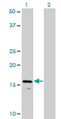 Western Blot: AGTRAP Antibody (1G2) [H00057085-M02] - Analysis of AGTRAP expression in transfected 293T cell line by AGTRAP monoclonal antibody (M02), clone 1G2.Lane 1: AGTRAP transfected lysate(16.7 KDa).Lane 2: Non-transfected lysate.