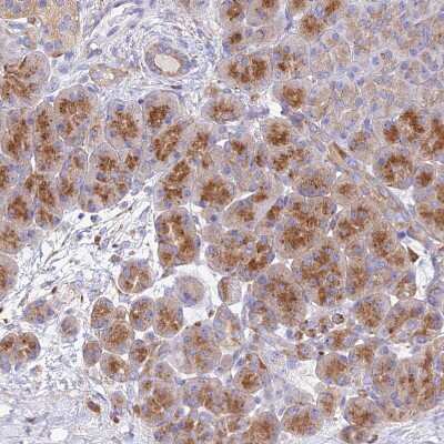 Immunohistochemistry-Paraffin: AGTRAP Antibody [NBP1-91654] - Staining of human Pancreas shows moderate cytoplasmic positivity in exocrine glandular cells.