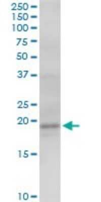 Western Blot: AGTRAP Antibody [H00057085-B01P] - Analysis of AGTRAP expression in Hela S3 NE.