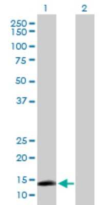 Western Blot: AGTRAP Antibody [H00057085-D01P] - Analysis of AGTRAP expression in transfected 293T cell line by AGTRAP polyclonal antibody.Lane 1: AGTRAP transfected lysate(16.70 KDa).Lane 2: Non-transfected lysate.