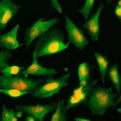 Immunocytochemistry/Immunofluorescence: AGXT Antibody (2T4) [NBP1-44376] - Immunofluorescence of human HeLa cells stained with PI (Red) and monoclonal anti-AGXT antibody (1:500) with Alexa 488 (Green).