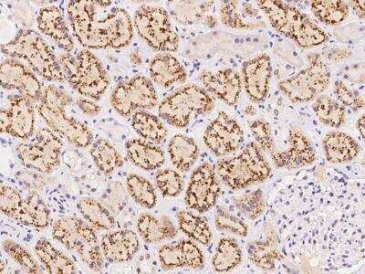 Immunohistochemistry-Paraffin: AGXT2 Antibody [NBP3-06037] - Immunochemical staining of human AGXT2 in human kidney with rabbit polyclonal antibody at 1:500 dilution, formalin-fixed paraffin embedded sections.
