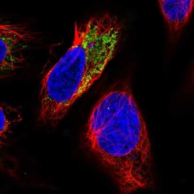 Immunocytochemistry/ Immunofluorescence AGXT2L2 Antibody - BSA Free