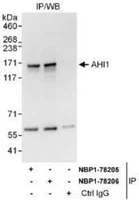 Immunoprecipitation: AHI1 Antibody [NBP1-78205] - Whole cell lysate (1 mg for IP, 20% of IP loaded) from HeLa cells. Affinity purified rabbit anti-AHI1 antibody used for IP at 6 mcg/mg lysate. AHI1 was also immunoprecipitated by rabbit anti-AHI1 antibody NBP1-78206 which recognizes a downstream epitope.