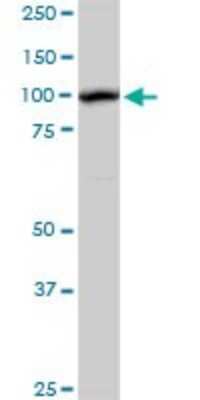 Western Blot: AHI1 Antibody [H00054806-D01P] - Analysis of AHI1 expression in mouse testis.