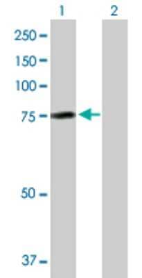 Western Blot: AHI1 Antibody [H00054806-D01P] - Analysis of AHI1 expression in transfected 293T cell line by AHI1 polyclonal antibody.Lane 1: AHI1 transfected lysate(70.00 KDa).Lane 2: Non-transfected lysate.