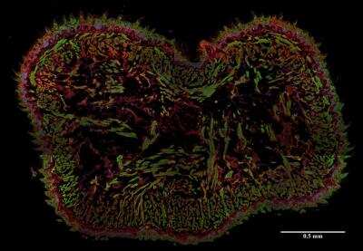 Immunohistochemistry-Frozen: AHNAK Antibody (EM-09) [NBP2-62204] - Staining (frozen sections) of murine tongue by anti-AHNAK1 antibody (EM-09; red). Actin filaments were decorated by phalloidin (green), cell nuclei stained with DAPI (blue).