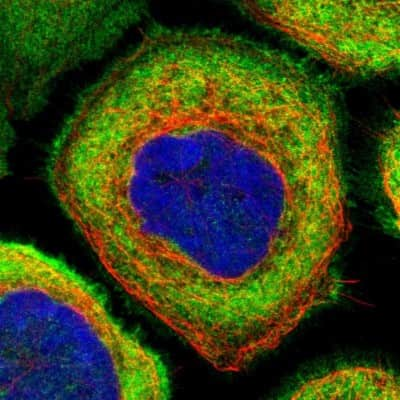 Immunocytochemistry/Immunofluorescence: AHNAK Antibody [NBP1-81059] - Staining of human cell line A-431 shows localization to plasma membrane & cytosol. Antibody staining is shown in green.