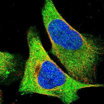 Immunocytochemistry/Immunofluorescence: AHNAK Antibody [NBP1-81060] - Immunofluorescent staining of human cell line U-2 OS shows localization to plasma membrane & cytosol.