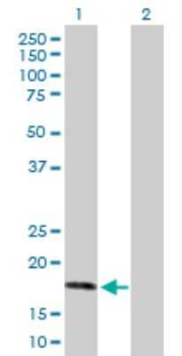 Western Blot: AHNAK Antibody [H00079026-B01P] - Analysis of AHNAK expression in transfected 293T cell line by AHNAK polyclonal antibody.  Lane 1: AHNAK transfected lysate(16.39 KDa). Lane 2: Non-transfected lysate.