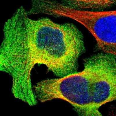 Immunocytochemistry/Immunofluorescence: AHNAK2 Antibody [NBP1-88428] - Staining of human cell line U-2 OS shows localization to plasma membrane and cytosol.