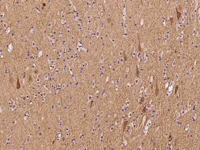 Immunohistochemistry-Paraffin: AHNAK2 Antibody [NBP2-98657] - Immunochemical staining of human AHNAK2 in human brain with rabbit polyclonal antibody at 1:100 dilution, formalin-fixed paraffin embedded sections.