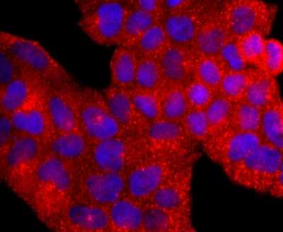 Immunocytochemistry/Immunofluorescence: AHR Antibody (JM34-10) [NBP2-67125] - Staining AhR in Hela cells (red). The nuclear counter stain is DAPI (blue). Cells were fixed in paraformaldehyde, permeabilised with 0.25% Triton X100/PBS.