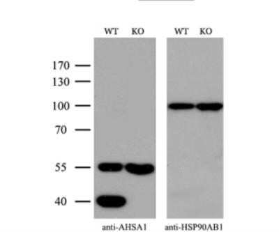 <b>Genetic Strategies Validation. </b>Knockout Validated: AHSA1 Antibody (OTI1D2) - Azide and BSA Free [NBP2-71608] - Equivalent amounts of cell lysates (10 ug per lane) of wild-type Hela cells (WT) and AHSA1-Knockout Hela cells (KO) were separated by SDS-PAGE and immunoblotted with antiAHSA1 monoclonal antibody. Then the blotted membrane was stripped and re-probed with antiHSP90AB1antibody as a loading control.(1:500)