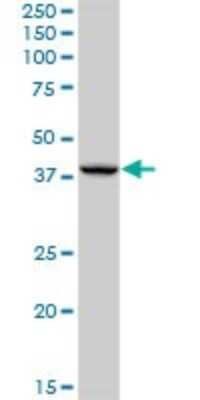 Western Blot: AHSA1 Antibody [H00010598-B01P] - Analysis of AHSA1 expression in human placenta.