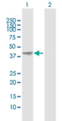 Western Blot: AHSA1 Antibody [H00010598-B01P] - Analysis of AHSA1 expression in transfected 293T cell line by AHSA1 polyclonal antibody.  Lane 1: AHSA1 transfected lysate(37.18 KDa). Lane 2: Non-transfected lysate.