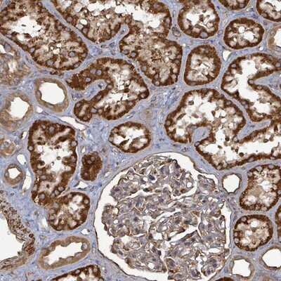 Immunohistochemistry-Paraffin: AHSA2 Antibody [NBP2-14275] - Staining of human kidney shows strong cytoplasmic positivity in renal tubules.