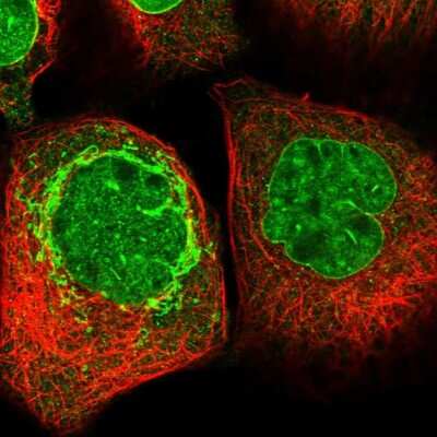 <b>Orthogonal Strategies Validation. </b>Immunocytochemistry/Immunofluorescence: AIBZIP Antibody [NBP1-90205] - Immunofluorescent staining of human cell line A-431 shows localization to nucleoplasm, nuclear membrane & mitochondria.