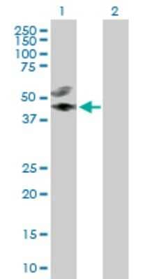 Western Blot: AIBZIP Antibody [H00148327-D01P] - Analysis of CREB3L4 expression in transfected 293T cell line by CREB3L4 polyclonal antibody.Lane 1: CREB3L4 transfected lysate(43.40 KDa).Lane 2: Non-transfected lysate.