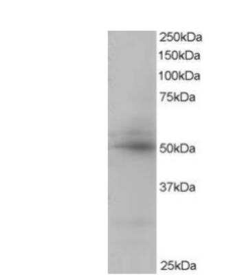 Western Blot AIBZIP Antibody