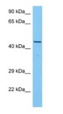 Western Blot: AIBZIP Antibody [NBP3-10830] - Western blot analysis of AIBZIP in Human HepG2 Whole Cell lysates. Antibody dilution at 1ug/ml