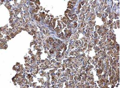 Immunohistochemistry-Paraffin: AICDA Antibody [NBP1-30955] - Paraffin-embedded mouse lymph node.  AICDA antibody [N1N2], N-term dilution: 1:500.