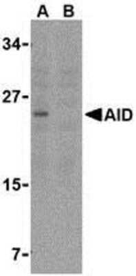 Western Blot: AICDA Antibody [NBP1-77235] - Western blot analysis of AID in Ramos whole cell lysate with anti-AID using IMG-5410 at 2 ug/ml in either the (A) absence or (B) presence of blocking peptide.