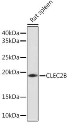 Western Blot AICL/CLEC-2B Antibody - Azide and BSA Free