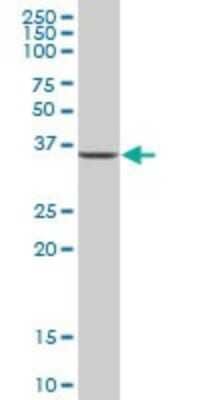 Western Blot: AIDA Antibody [H00064853-B01P] - Analysis of C1orf80 expression in human placenta.