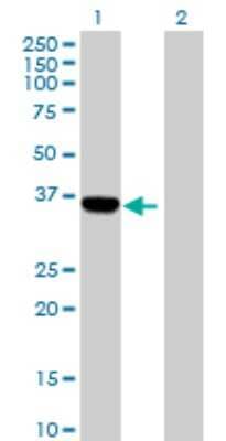 Western Blot: AIDA Antibody [H00064853-B01P] - Analysis of AIDA expression in transfected 293T cell line by AIDA polyclonal antibody.  Lane 1: C1orf80 transfected lysate(33.66 KDa). Lane 2: Non-transfected lysate.