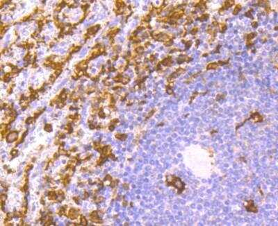 Immunohistochemistry-Paraffin: AIF-1/Iba1 Antibody (JM36-62) [NBP2-75397] - Analysis of paraffin-embedded human spleen tissue using AIF-1/Iba1 Antibody (JM36-62). Counterstained with hematoxylin.