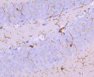 Immunohistochemistry-Paraffin: AIF-1/Iba1 Antibody (JM36-62) [NBP2-75397] - Analysis of paraffin-embedded mouse brain tissue using AIF-1/Iba1 Antibody (JM36-62). Counterstained with hematoxylin.