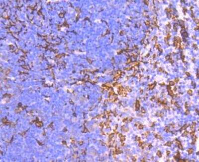 Immunohistochemistry-Paraffin: AIF-1/Iba1 Antibody (JM36-62) [NBP2-75397] - Analysis of paraffin-embedded mouse spleen tissue using AIF-1/Iba1 Antibody (JM36-62). Counterstained with hematoxylin.