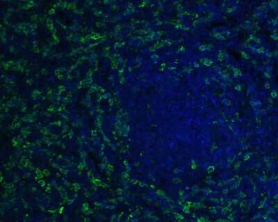 Immunohistochemistry-Paraffin: AIF-1/Iba1 Antibody (JM36-62) [NBP2-75397] - Immunofluorescence staining of paraffin- embedded human spleen tissue using anti-AIF-1/Iba1rabbit polyclonal antibody. The section was pre-treated using heat mediated antigen retrieval with Tris-EDTA buffer (pH 9.0) for 20 minutes.(sodium citrate buffer (pH6) for 20 mins.) The tissues were blocked in 10% negative goat serum for 1 hour at room temperature, washed with PBS, and then probed with at 1/50 dilution for 10 hours at 4C and detected using Alexa Fluor(R) 488 conjugate-Goat anti-Rabbit IgG (H+L) Secondary Antibody at a dilution of 1:500 for 1 hour at room temperature.