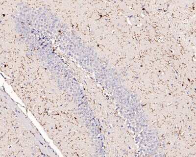 Immunohistochemistry-Paraffin: AIF-1/Iba1 Antibody (JM36-62) [NBP2-75397] - Analysis of paraffin-embedded mouse hippocampus tissue with Rabbit anti-AIF-1/Iba1 antibody. The section was pre-treated using heat mediated antigen retrieval with Tris-EDTA buffer (pH 9.0) for 20 minutes. The tissues were blocked in 1% BSA for 20 minutes at room temperature, washed with ddH2O and PBS, and then probed with the primary antibody for 1 hour at room temperature. The detection was performed using an HRP conjugated compact polymer system. DAB was used as the chromogen. Tissues were counterstained with hematoxylin and mounted with DPX.