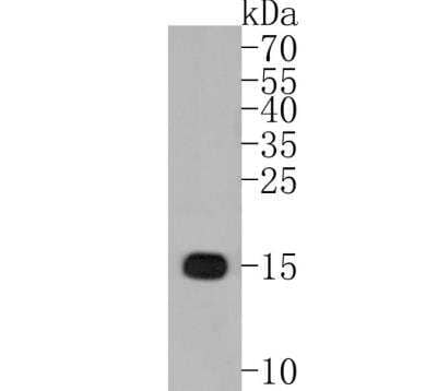 Western Blot: AIF-1/Iba1 Antibody (JM36-62) [NBP2-75397] - Analysis of Iba1 on THP-1 cell lysates. Proteins were transferred to a PVDF membrane and blocked with 5% BSA in PBS for 1 hour at room temperature. The primary antibody (1:500) was used in 5% BSA at room temperature for 2 hours. Goat Anti-Rabbit IgG - HRP Secondary Antibody at 1:5000 dilution was used for 1 hour at room temperature.