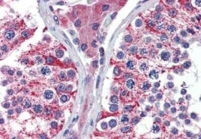 Immunohistochemistry-Paraffin: AIF Antibody [NBP1-52444] - Staining of human testis. Immunohistochemistry of formalin-fixed, paraffin-embedded tissue after heat-induced antigen retrieval. Antibody concentration 5 ug/ml.