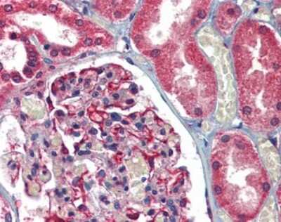 Immunohistochemistry-Paraffin: AIF Antibody [NBP1-52444] -  Analysis of anti-AIFM1 / AIF antibody with human kidney at concentration 5 ug/ml.