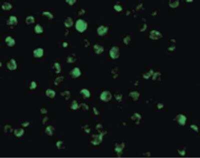 Immunofluorescence: AIF Antibody [NBP1-52444] - Immunofluorescence of AIF in K562 cells with AIF antibody at 20 ug/ml.
