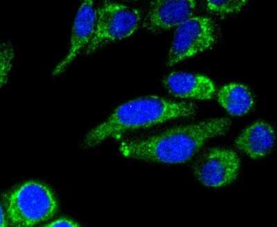Immunocytochemistry/Immunofluorescence: AIF Antibody (SZ05-01) [NBP2-67366] - Staining AIF in HepG2 cells (green). The nuclear counter stain is DAPI (blue). Cells were fixed in paraformaldehyde, permeabilised with 0.25% Triton X100/PBS.
