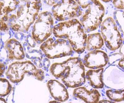 Immunohistochemistry-Paraffin: AIF Antibody (SZ05-01) [NBP2-67366] - Analysis of paraffin-embedded human kidney tissue using anti-AIF antibody. Counter stained with hematoxylin.