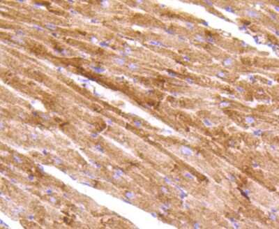 Immunohistochemistry-Paraffin: AIF Antibody (SZ05-01) [NBP2-67366] - Analysis of paraffin-embedded mouse heart tissue using anti-AIF antibody. Counter stained with hematoxylin.