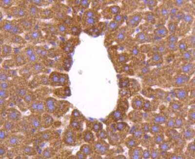Immunohistochemistry-Paraffin: AIF Antibody (SZ05-01) [NBP2-67366] - Analysis of paraffin-embedded mouse liver tissue using anti-AIF antibody. Counter stained with hematoxylin.