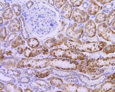 Immunohistochemistry-Paraffin: AIF Antibody (SZ05-01) [NBP2-67366] - Analysis of paraffin-embedded human kidney tissue using anti-AIF antibody. The section was pre-treated using heat mediated antigen retrieval with Tris-EDTA buffer (pH 8.0-8.4) for 20 minutes. The tissues were blocked in 5% BSA for 30 minutes at room temperature, washed with ddH2O and PBS, and then probed with the primary antibody (1/200) for 30 minutes at room temperature. The detection was performed using an HRP conjugated compact polymer system. DAB was used as the chromogen. Tissues were counterstained with hematoxylin and mounted with DPX.
