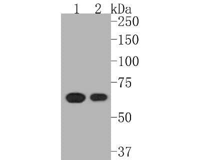 Western Blot: AIF Antibody (SZ05-01) [NBP2-67366] - Western blot analysis of AIF on different lysates. Proteins were transferred to a PVDF membrane and blocked with 5% BSA in PBS for 1 hour at room temperature. The primary antibody (1/500) was used in 5% BSA at room temperature for 2 hours. Goat Anti-Rabbi