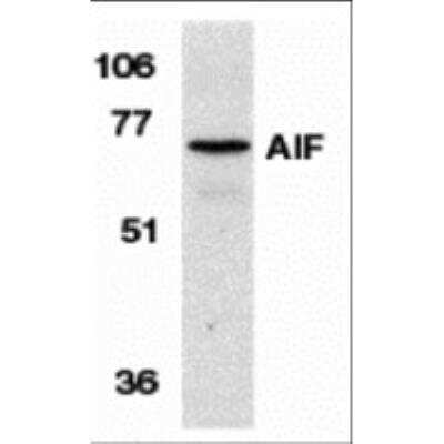 Western Blot: AIF Antibody [NBP1-52444] - Western blot analysis of AIF in K562 cell lysate with AIF antibody at 1 ug/mL.