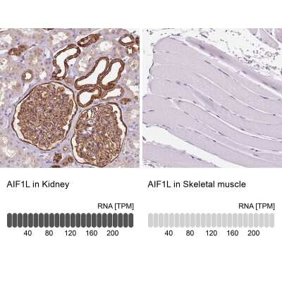 Immunohistochemistry-Paraffin AIF1L Antibody - BSA Free