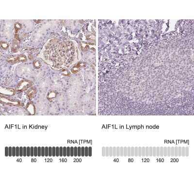 <b>Orthogonal Strategies Validation. </b>Immunohistochemistry-Paraffin: AIF1L Antibody [NBP2-38808] - Staining in human kidney and lymph node tissues using anti-AIF1L antibody. Corresponding AIF1L RNA-seq data are presented for the same tissues.
